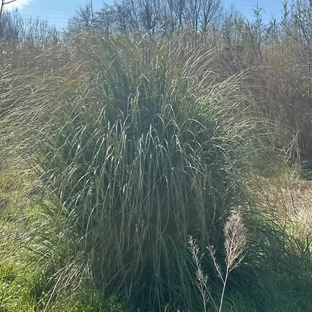 Feriehus Ma Petite Chaumiere *